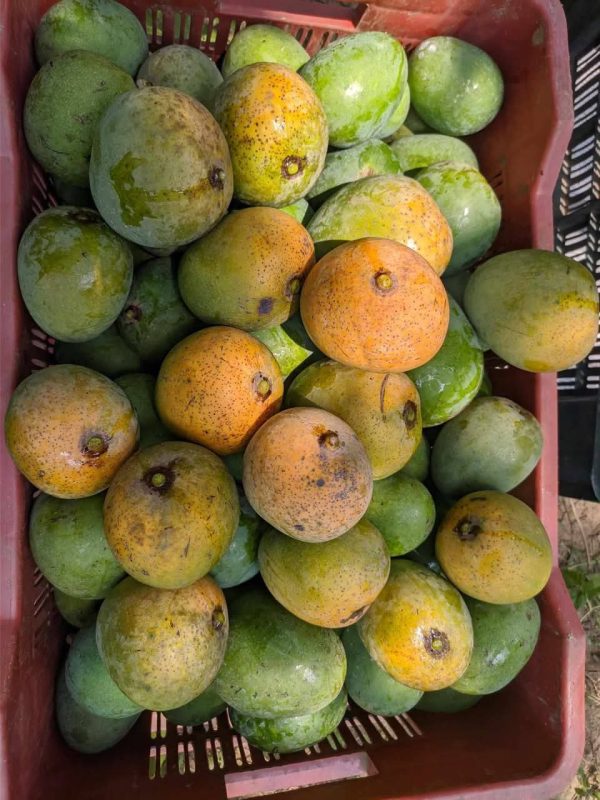 হিমসাগর - ১১ কেজি